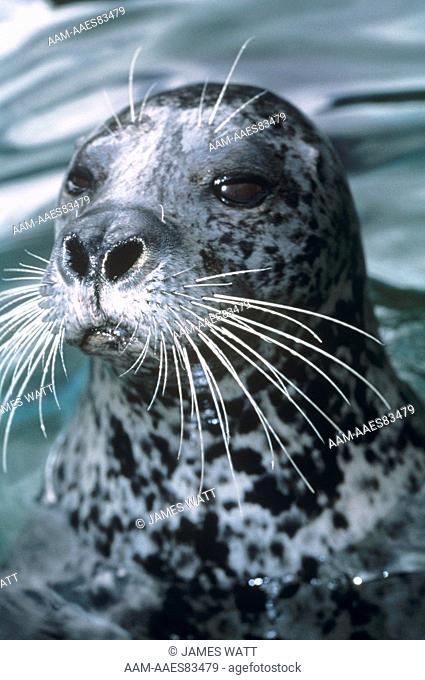 Harbor Seal (Phoca vitulina) Point Defiance Zoo & Aquarium
