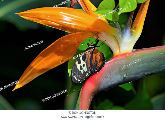 Tiger longwing (Heliconius hecale) Perched on Bird of Paradise flower