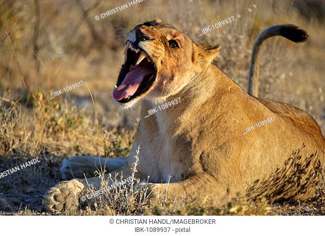 Yawning Lioness (Panthera leo), near Fisher's Pan, Etosha National Park, Namibia, Africa