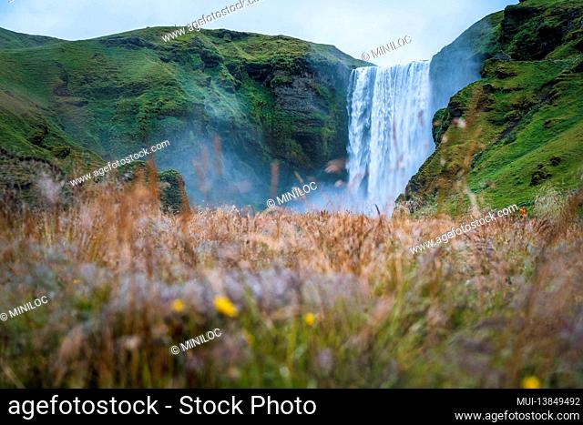 The most popular waterfall in Iceland - Skogafoss. Grass field in defocused foreground