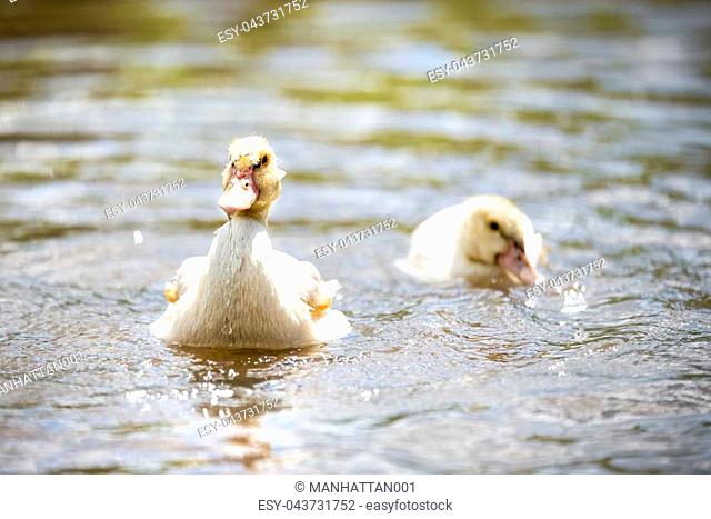 Two baby indodas swim in the pond on a Sunny summer day