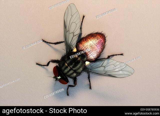 Artistic 3D illustration of a housefly