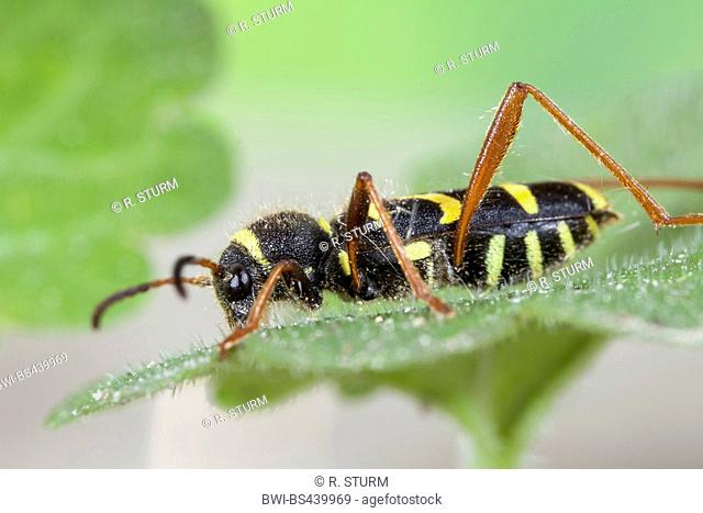 wasp beetle (Clytus arietis), sitting on a leaf, Germany, Bavaria
