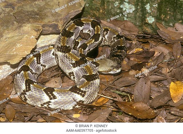 Canebrake Rattlesnake (Crotalus h. atricaudatus), venomous, Florida