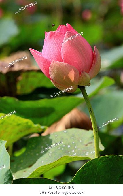 Indian Lotus, Nelumbo nucifera, Kota Kinabalu, Sabah, Malaysia, Borneo, Asia, blooming