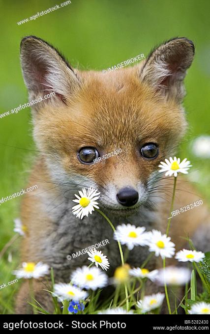 RED FOX (vulpes vulpes), PUP WITH FLOWERS, NORMANDY IN FRANCE