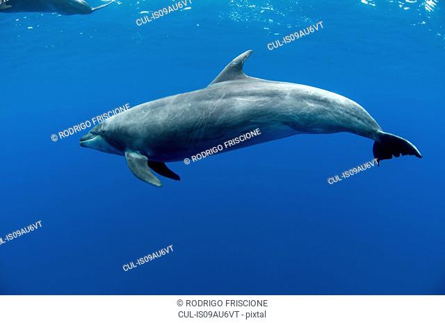 Underwater view of botlenose dolphin, Baja California Sur, Mexico
