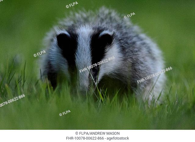 Eurasian Badger (Meles meles) cub, standing in grass at twilight, Staffordshire, England, May
