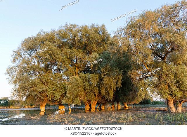 Riparian Forest in the Danube Delta, romania  Big willows, alder and ash trees form a riparian forest along the channels  Only during September large parts of...
