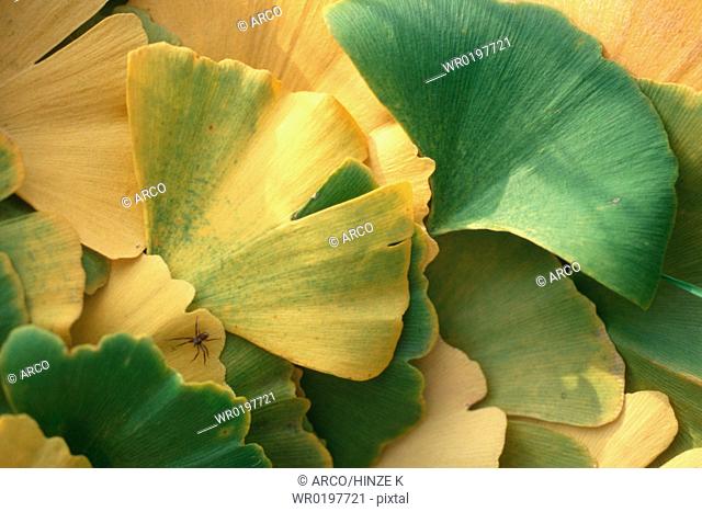 Maidenhair, Tree, leaves, Ginkgo, biloba
