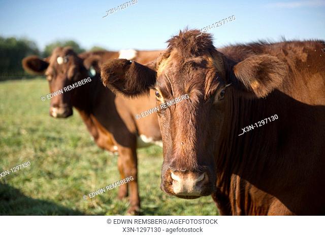 Beef cattle in Hookstown, PA