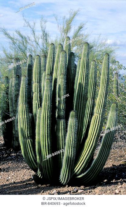 Organ Pipe Cactus (Stenocereus thurberi), Sonora Desert, Arizona, USA, North America