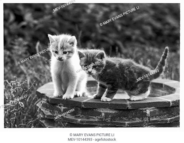 Two kittens stand in a bird bath watching something in the grass