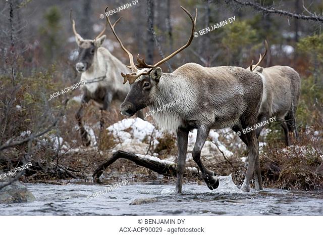 Migratory caribou, Rangifer tarandus, Crossing river, Nunavik, Quebec, Canada