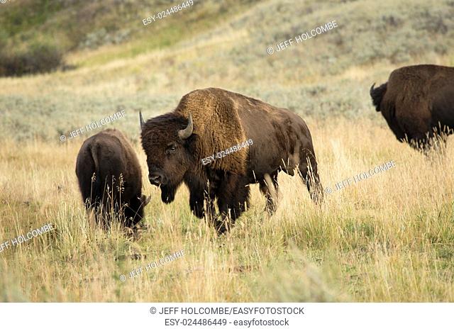Group of large bison, with one magnificent bull in center, grazing among grasses in the plains of the Lamar Valley in Yellowstone National Park, Wyoming