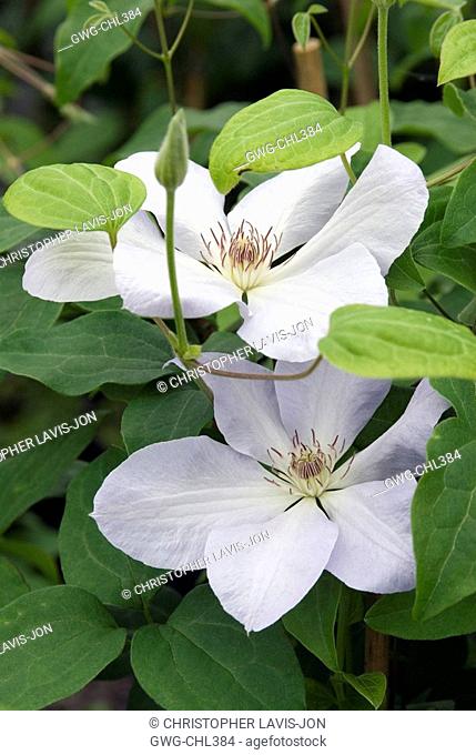 CLEMATIS 'SPECIAL OCCASIONS'