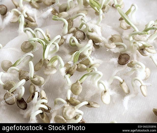 On a wet cloth, the seeds of Bulgarian pepper germinate for further growing seedlings. Top view, close-up