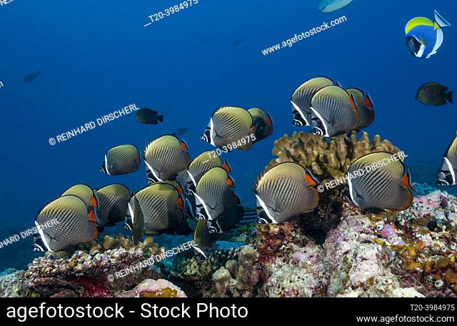 Shoal of Redtail Butterflyfish, Chaetodon collare, South Male Atoll, Indian Ocean, Maldives