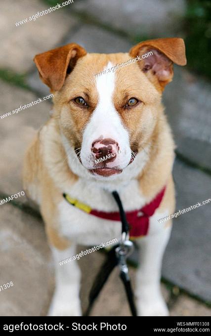 Mixed breed rescue dog sitting outdoors