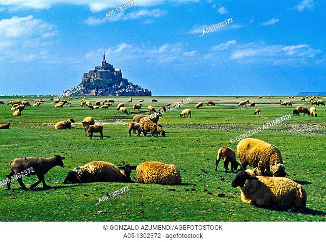 Sheeps gazing in a 'salted field' with Mont Saint Michel at the background. Normandy, France