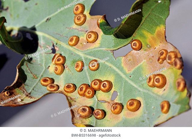 Oak leaf blister-gall cynipid wasp, Oakleaf silkbutton-spanglegall cynipid wasp, Silk button spangle gall (Neuroterus numismalis)