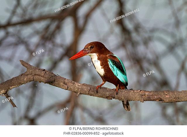 White-throated Kingfisher (Halcyon smyrnensis) adult, perched on branch, Keoladeo Ghana N.P. (Bharatpur), Rajasthan, India, March