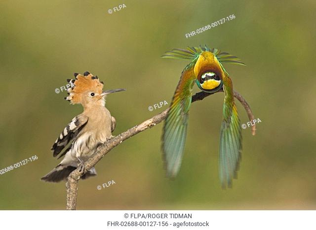 Hoopoe Upupa epops adult, perched on twig, with European Bee-eater Merops apiaster in flight, taking off, Spain