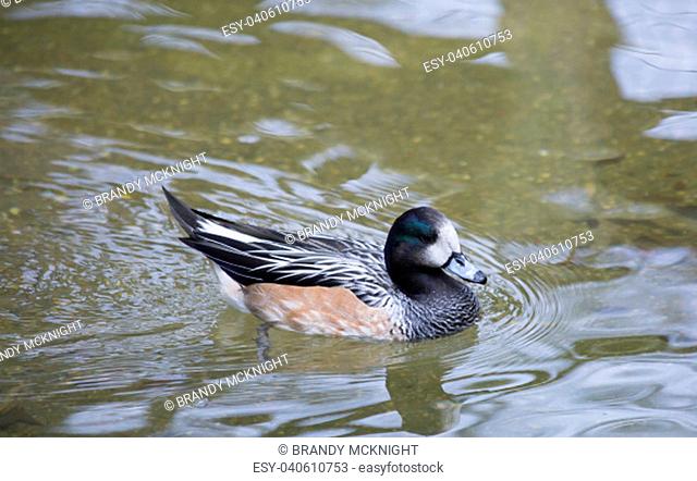 Chiloé wigeon duck swimming in the shallow end of a small pond