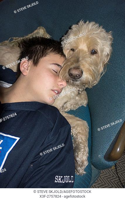 Boy age 12 sleeping with his Goldendoodle cross-breed /hybrid dog. Clitherall Minnesota MN USA