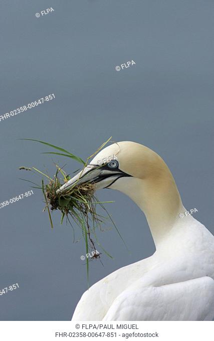 Northern Gannet Morus bassanus adult, close-up of head and neck, with nesting material in beak, Bempton Cliffs RSPB Reserve, East Yorkshire, England, july