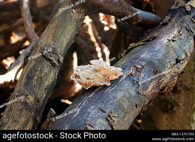 Tree fungus in the sunlight