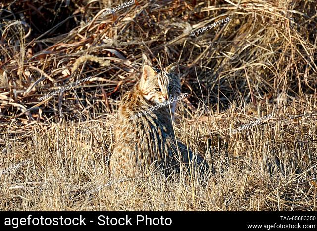 RUSSIA, PRIMORYE REGION - DECEMBER 12, 2023: An Amur leopard cat is spotted on the territory of the Nakhodka Urban District; it is included in the Primorye Red...