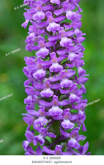 fragrant orchid (Gymnadenia conopsea), inflorescence, Austria, Tyrol, Lechtaler Alpen