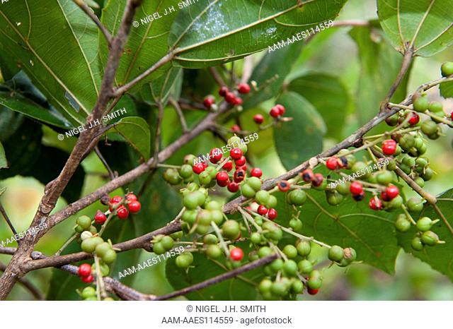Edible red fruit (Alchornea latifolia, Euphorbiaceae), round, 0.4 cm in diameter, second growth tree about 5 m tall. The fruit is called kasadika in Tuyuka
