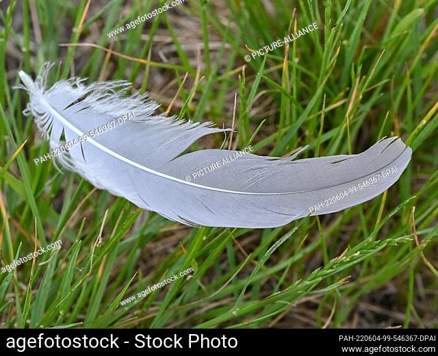 04 June 2022, Brandenburg, Königs Wusterhausen: A feather from a young crane (Grus grus) lies in a meadow in the early morning