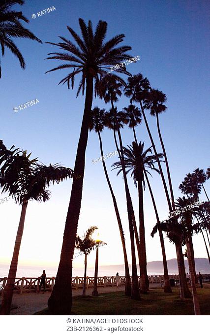 Sunset and silhouetted palm trees at Palisades Park, Santa Monica, City of Los Angeles, California, USA