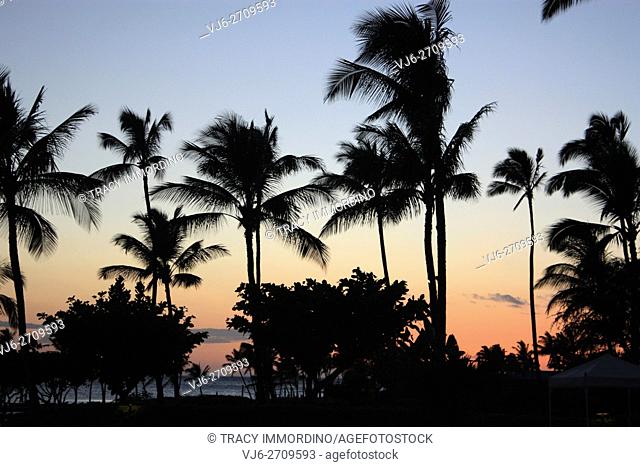 Silhouette of palm trees and bushes against the Pacific Ocean and a sunset, in Waikoloa Village, Hawaii, USA