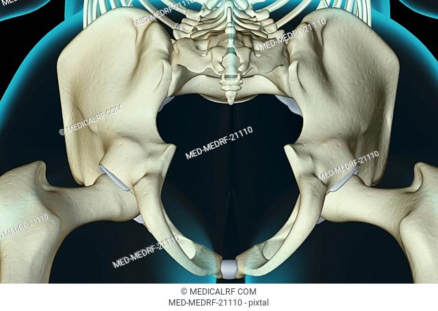 The bones of the pelvis