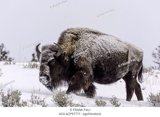 The American bison (Bison bison), Wildlife of Yellowstone Park at Lamar Valley Mammoth Falls , Wyoming USA on December 26, 2015