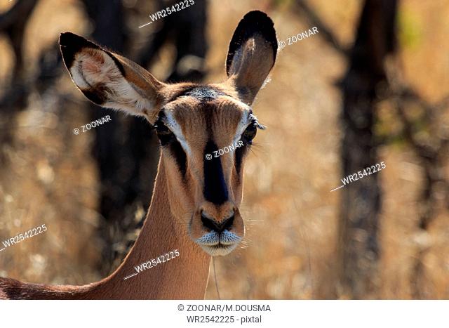 Close up head black-faced impala in Namibia. Endangered specie Africa