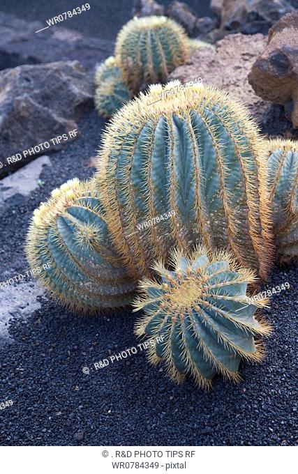 Spain, Canary Islands, Lanzarote, Guatiza, cactus garden by Cesar Manrique, Ferocactus glaucescens