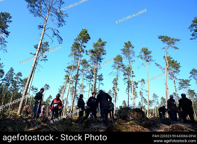 23 March 2022, Saxony-Anhalt, Satuelle: Participants in a planting campaign plant copper beeches on a damaged area. A ""community forest"" is to be created...