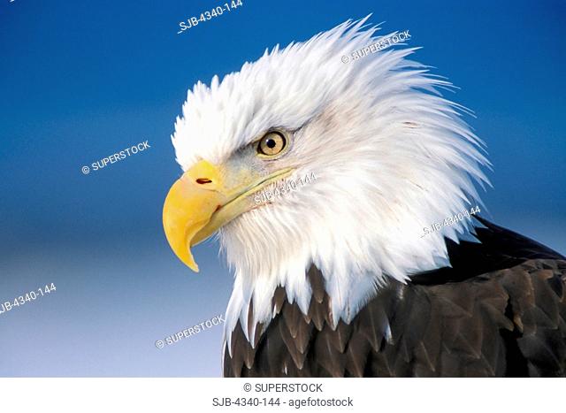 Bald Eagle Profile
