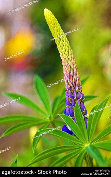 Lupine, Lupinus polyphyllus, inflorescence, close up