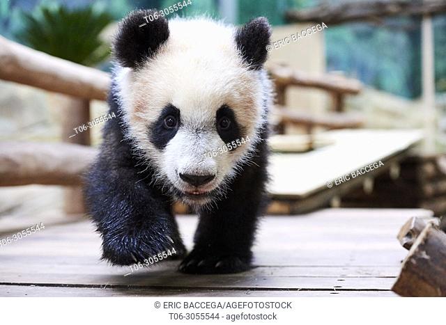 Giant panda cub (Ailuropoda melanoleuca) investigating its enclosure. Yuan Meng, first giant panda ever born in France, is now 8 months old, Zooparc de Beauval