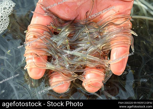 20 February 2020, Brandenburg, Groß Schauen: Small glass eels can be seen on a hand of an employee of Fischerei Köllnitz