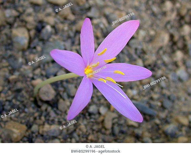Meadow saffron, Naked lady, Autumn crocus (Colchicum boissieri), flower