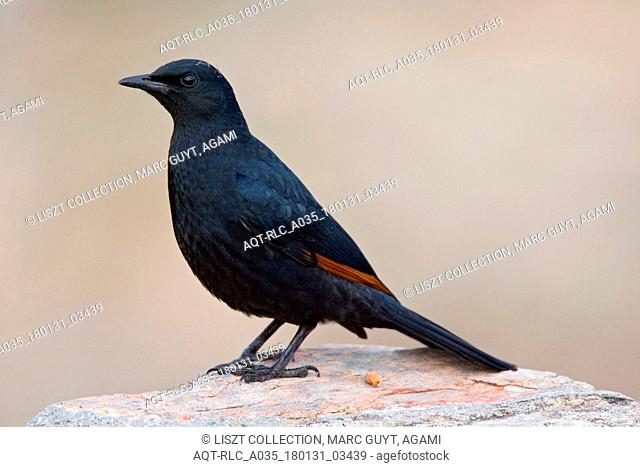 African Red-winged Starling perched on a rock, Red-winged Starling, Onychognathus morio