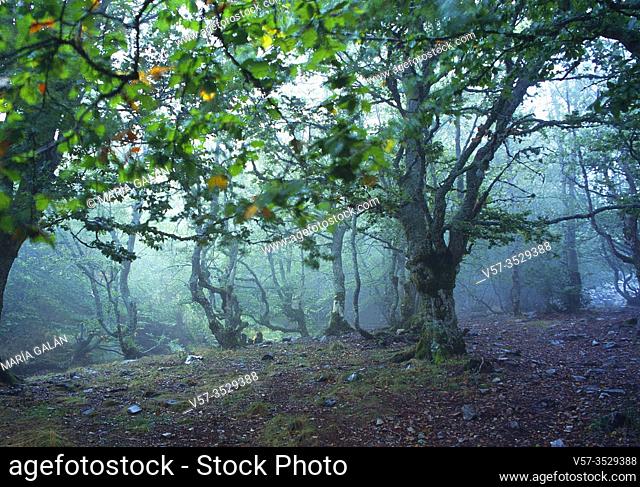 La Pedrosa beech forest in the mist. Riofrio de Riaza, Segovia province, Castilla Leon, Spain