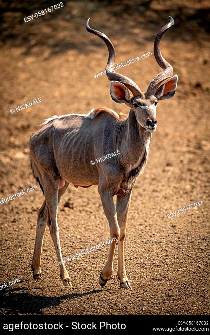 Male greater kudu walks over bare ground
